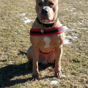 Meet your Posher, Benjamin